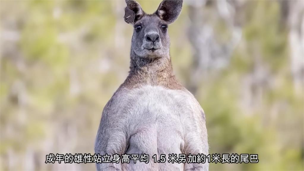 出生就是早產兒!爸媽身長2公尺寶寶僅2公分 他指:育兒袋如第二子宮