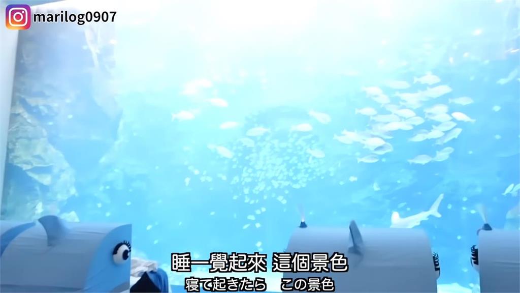 日本女星帶母親初體驗24H待台灣水族館　「與水母共眠」療癒畫面曝光