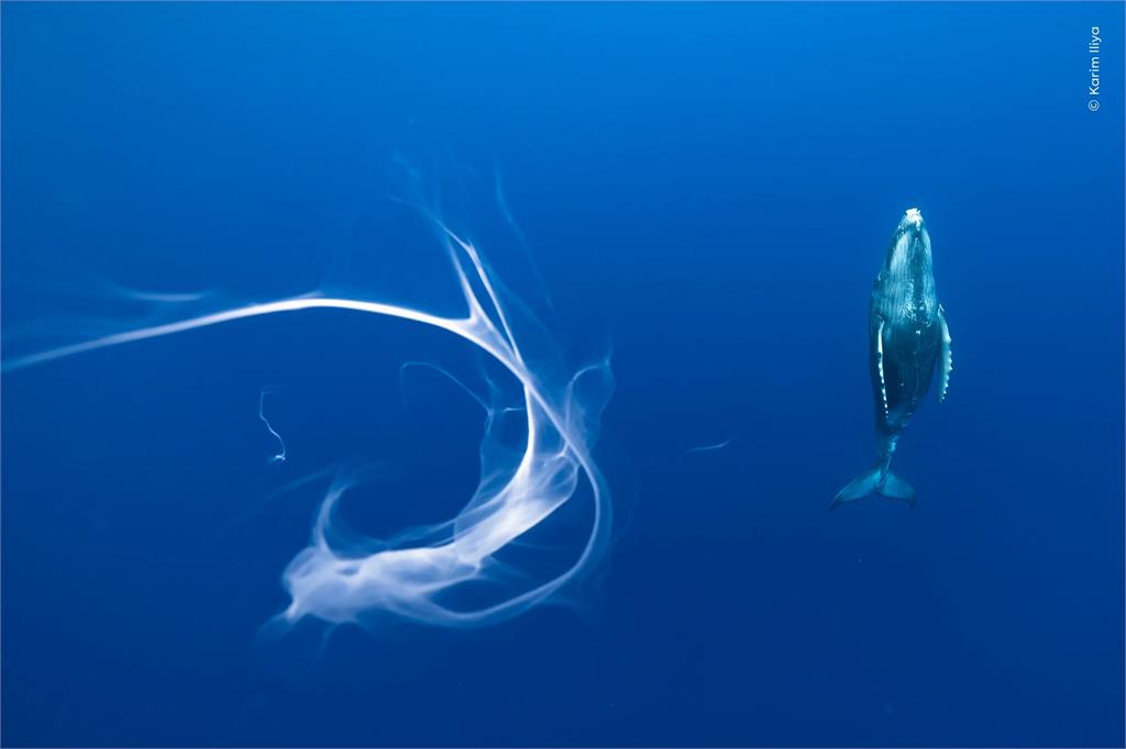 座頭鯨「漏奶了」！全因小鯨寶寶1舉動　白色液體灑滿整片海洋