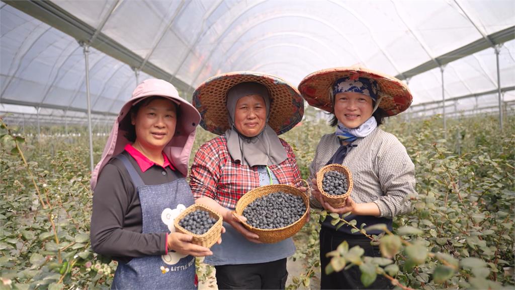 台灣在地產出高營養藍莓　嘉義阿里山新鮮直送餐桌
