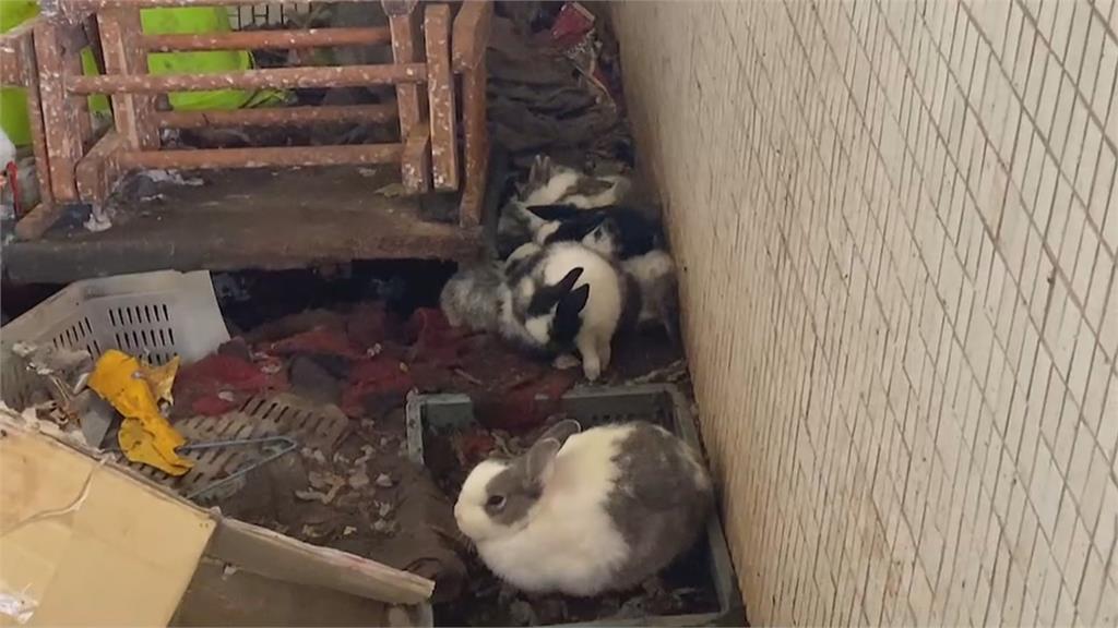 飼主為了養牠們賣血! 「恐怖兔窩」從2隻兔繁殖到80多隻兔