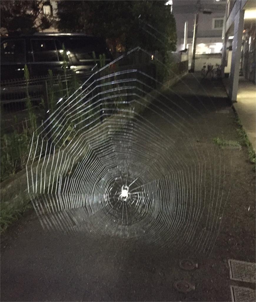 「1米寬超巨蜘蛛網」擋在路中央！全網嚇傻：差點變成蜘蛛人