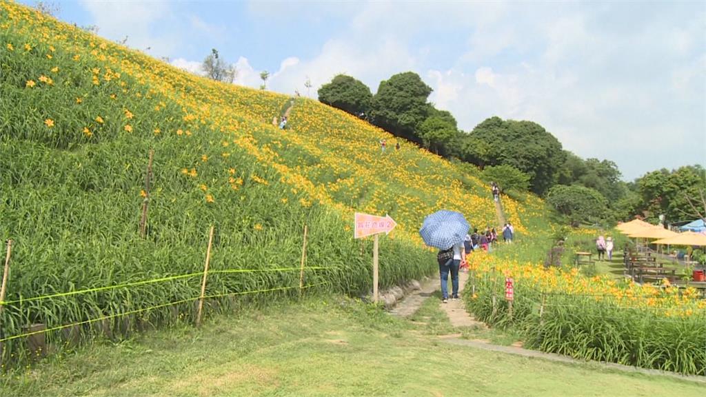 虎山巖金針花開　五一連假將控管入園人數