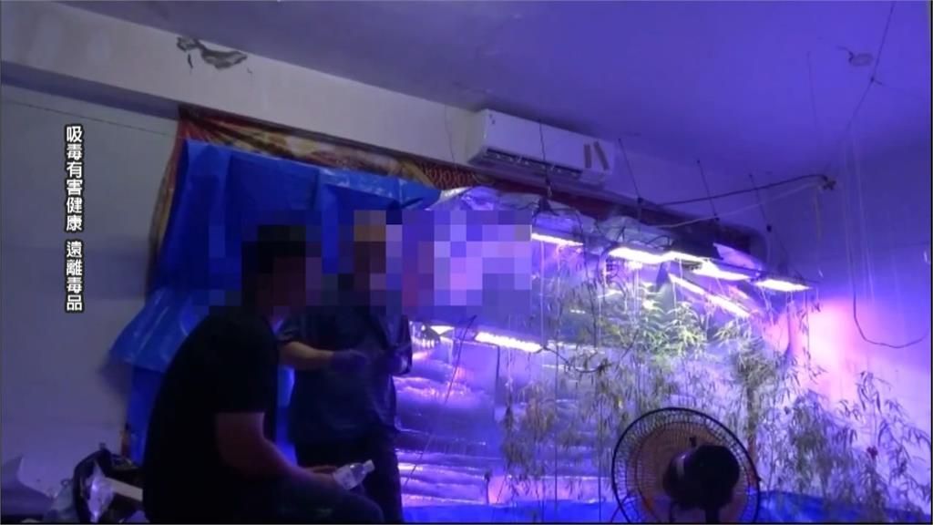 男子遭債主誘騙種大麻還債　警查獲大麻活株、涉案三嫌裁定收押