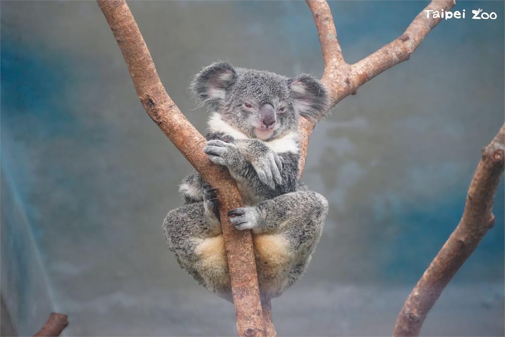 快新聞/母親節將至 北市動物園遞邀請:與紅毛猩猩母女、馬來貘母子來場午茶約會
