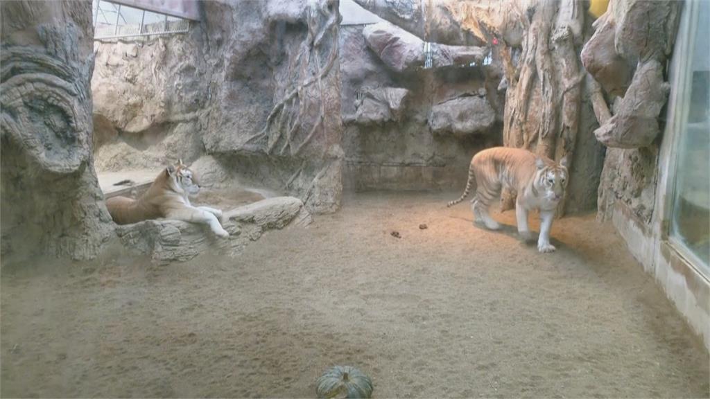 彈跳豬地位危險了！　泰國清邁動物園「黃金虎姊妹花」爆紅