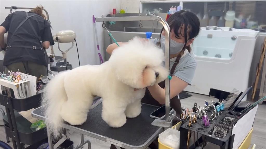 全台最寵毛孩城市在台中！　數據曝光網驚新生兒數慘輸