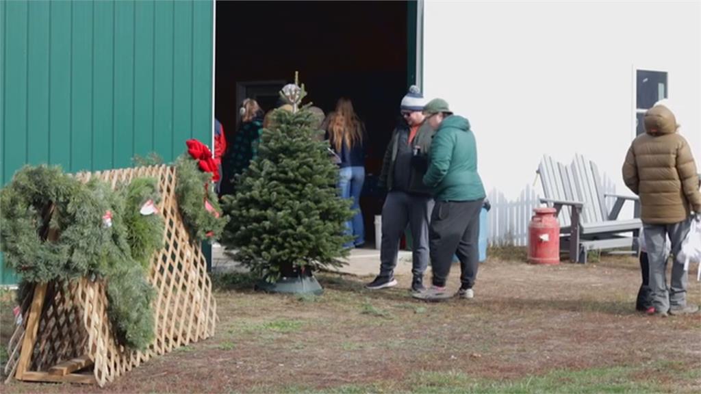 美中關稅戰「人造耶誕樹」價格狂飆 民眾擁抱傳統「買真樹」別有趣味