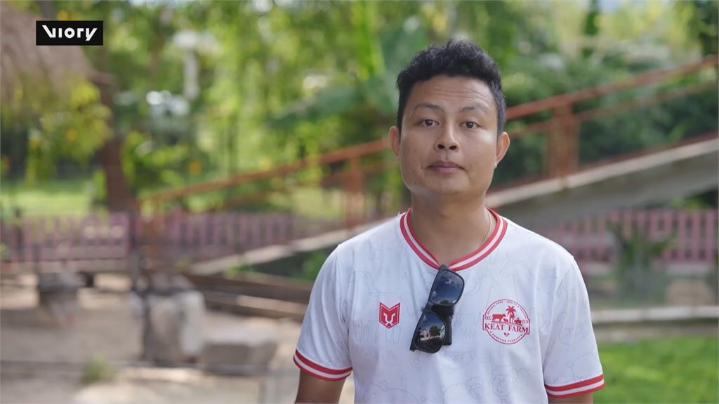 柬埔寨農場小豬「排隊玩滑水道」 超萌!遊客慕名到訪成打卡新景點