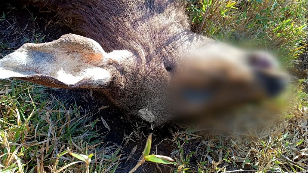 奇萊山「山獸神」疑遭獵殺! 鹿茸消失斷面處整齊 山友氣炸