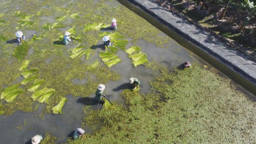 異言堂(影)/陳水扁、呂秀蓮催生 美濃「水蓮」打響名號