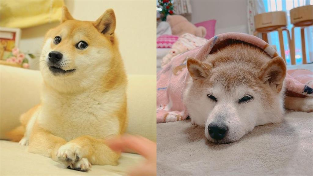 迷因史上最強連動！「超衰布萊恩」同框柴犬「Doge」　燦笑合照網嗨翻