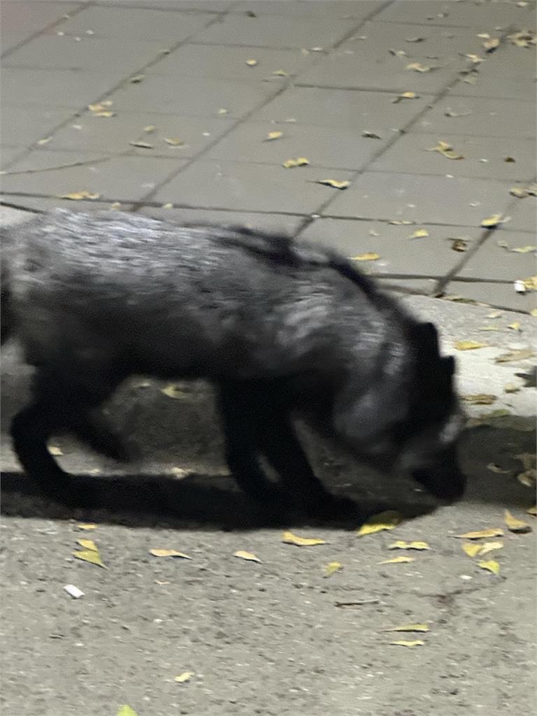 狐狸逛大街北新竹車站逗留　民眾急協尋等主人現身