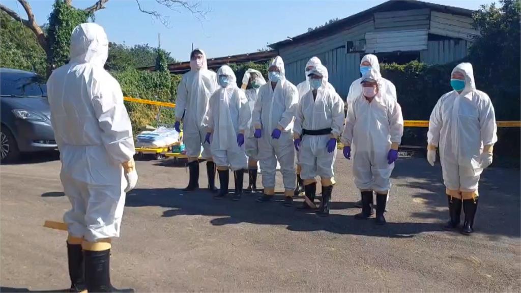 竹南養鵝場200隻鵝染H5N1禽流感病死　　緊急撲殺餘下1600隻