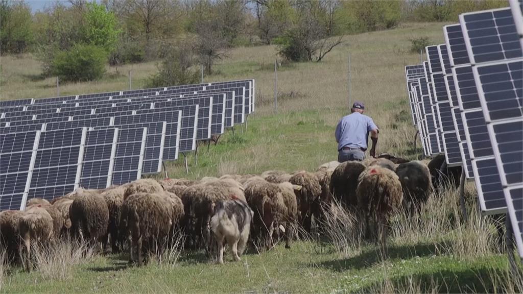 科索沃太陽能發電場出招　羊羊變除草機省力又環保