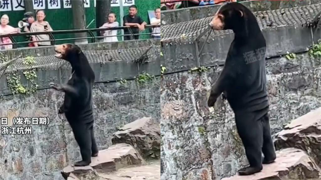 馬來熊站立討食「卡撐驚見詭異皺褶」！遊客疑「人假扮的」園方回應了