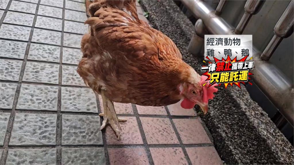 "寵物雞"搭火車遭拒 台鐵:經濟動物需走託運通道