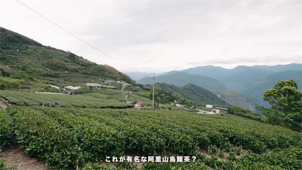 初訪就見絕美日出!日本旅人紀錄「眼中的阿里山」 被台灣自然美景驚豔
