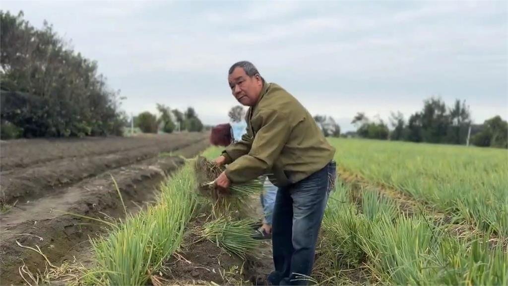 限時搶便宜！ 芳苑蔥田"自採每台斤10元.中低收5台斤免費"