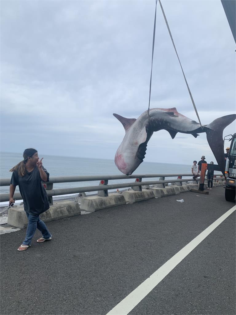 快新聞/5公尺鯨鯊擱淺東海岸死亡 吊掛送台南成大研究