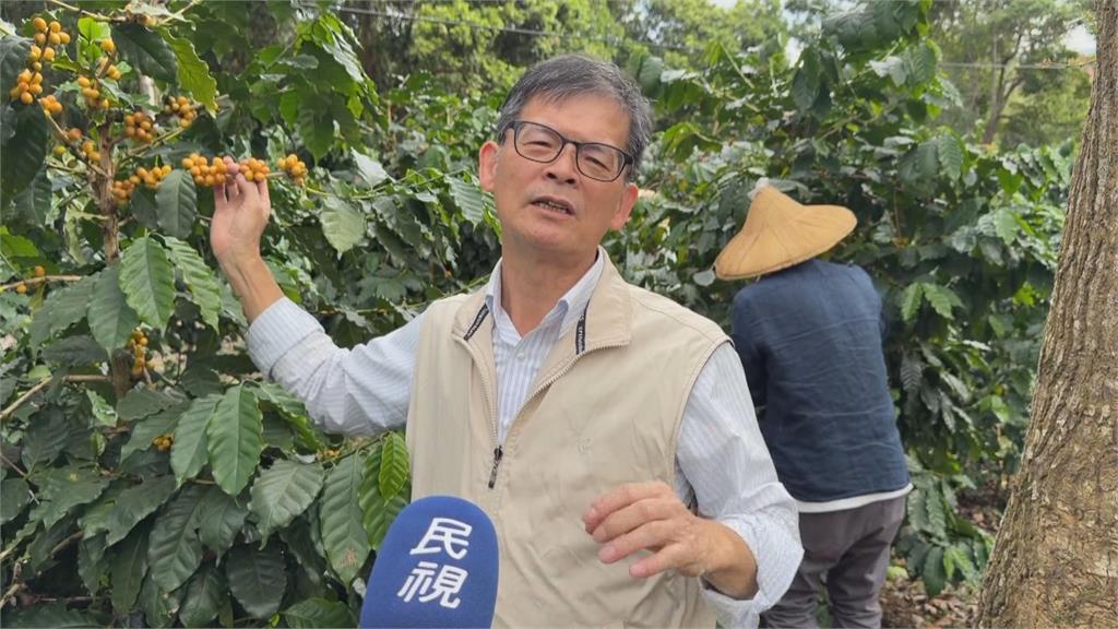千坪咖啡園！　暨南大學種千棵咖啡樹　開設一條龍課程