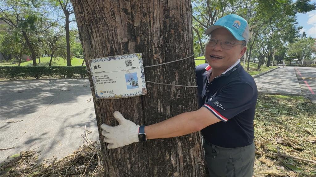 山陀兒掃過屏大校園大樹倒300棵　幸百年雨豆樹屹立不搖