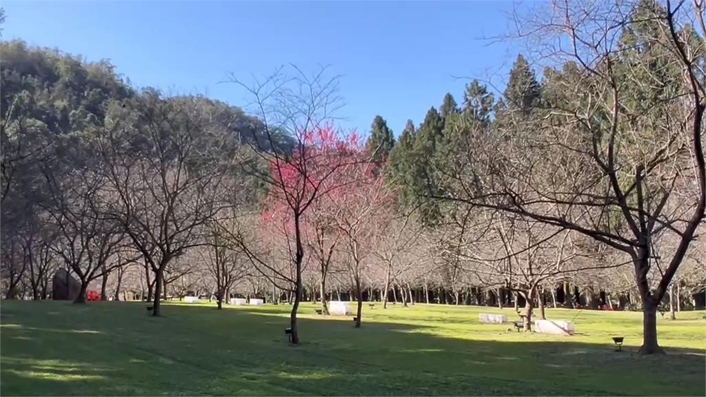 連假提前加上櫻花二月開　日月潭遊客少6萬