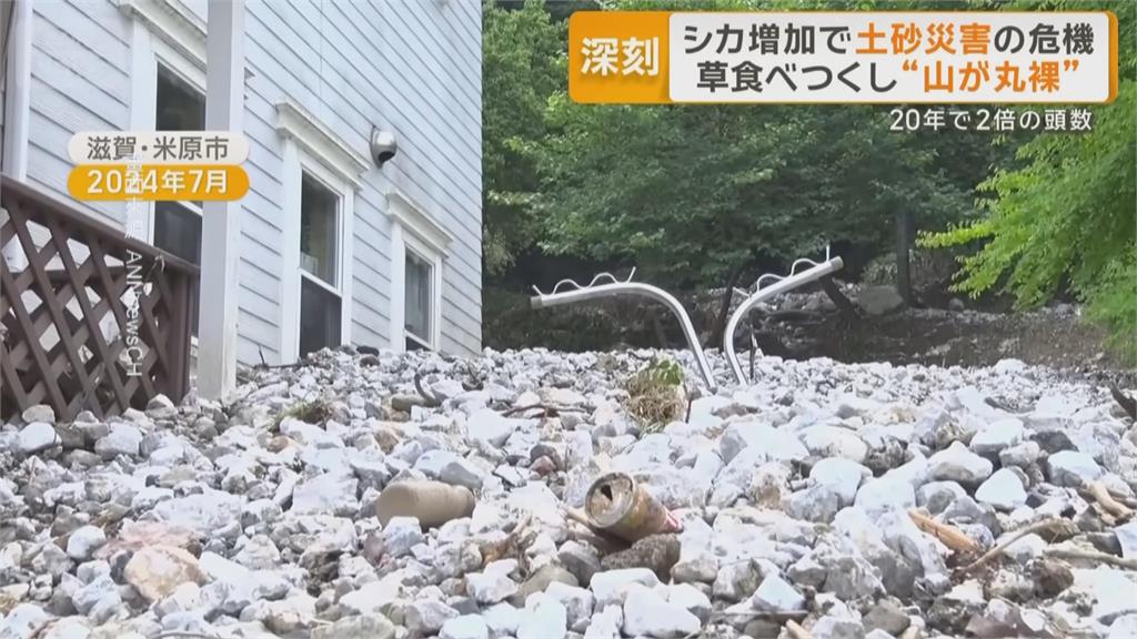 日本野鹿氾濫啃光山坡雜草　恐成引發土石災害元凶