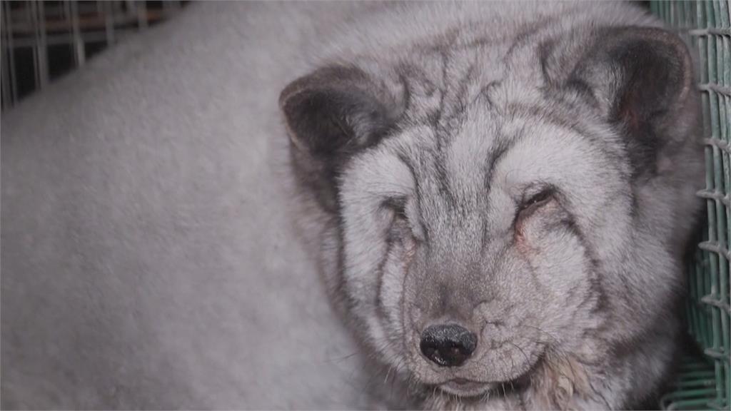 毛皮貿易動物慘受害 芬蘭動保團體揭養殖場狐狸「抓門想逃」慘況