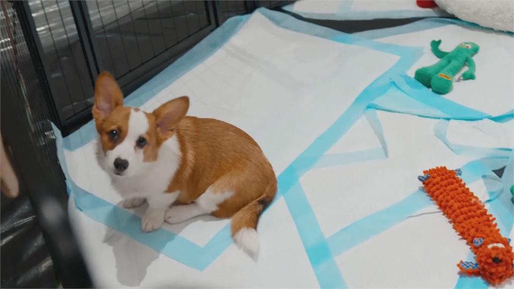小狗超級盃即將開打　150隻幼犬競賽賣萌好吸睛