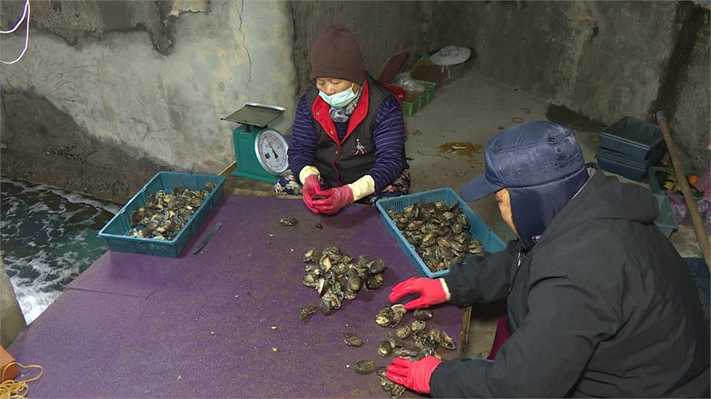 新北貢寮正值鮑魚產季 潛水夫冒低溫下水採收