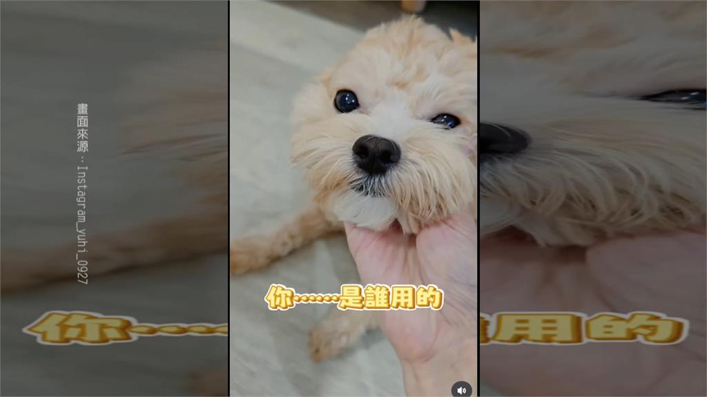樂天啦啦隊女神深夜遭攻擊臉部！　濺血送醫憂破相大哭