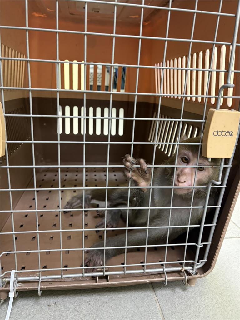 快新聞／新北街頭驚見包尿布獼猴！違法飼養最高可罰「這數字」