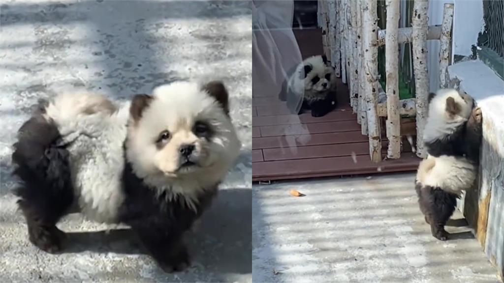 沒有貓熊狗來湊！中國動物園染毛爆改鬆獅犬　辛酸打工流出反竄紅：萌炸