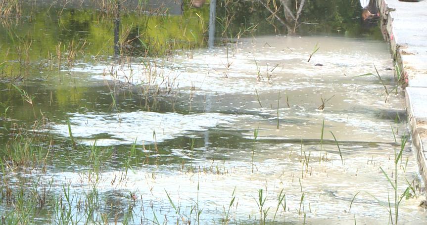 台中大里東湖公園滯洪池成髒亂「生態池」　驚見紅色福壽螺卵