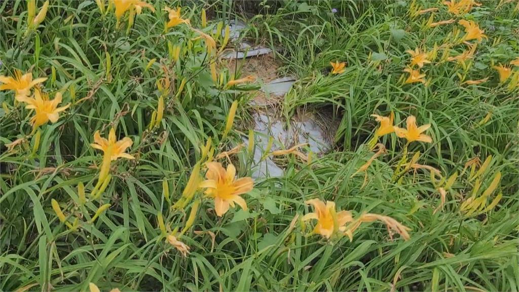 金針花海爆紅湧進遊客 鄉長籲賞花勿踐踏