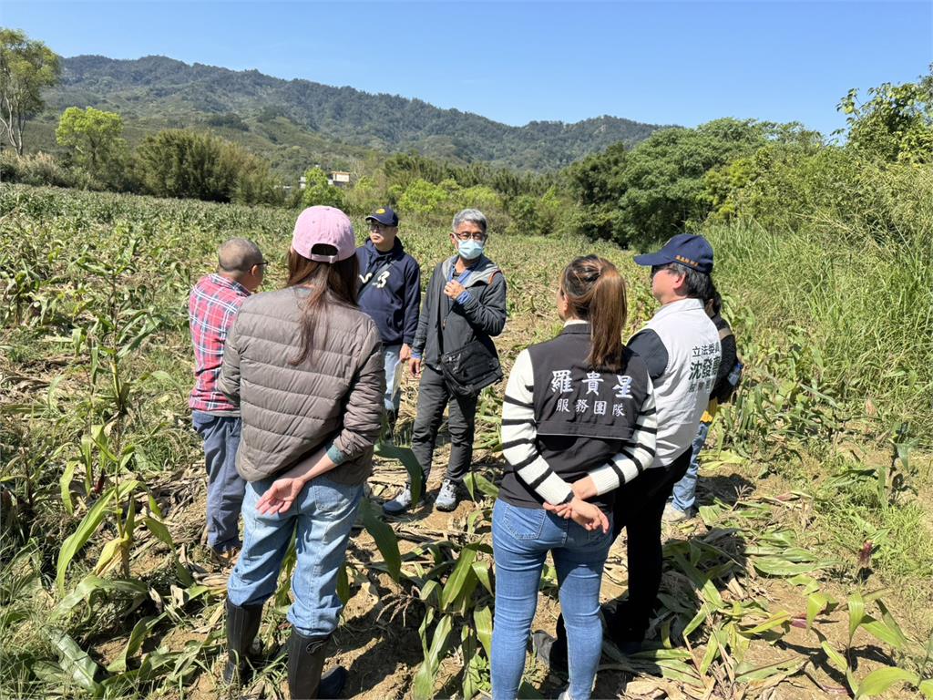 快新聞/山豬肆虐玉米田農民苦不堪言 沈發惠辦公室今再偕同地方會勘