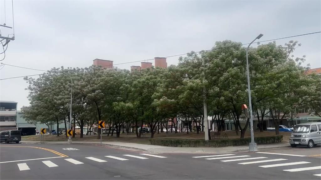 報春樹來了! 台中南屯、雲林莿桐苦楝花秘境曝光