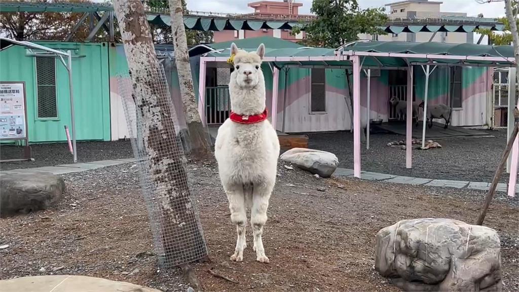 首起"空拍機投毒"害死動物案! 男子不滿員工跳槽下毒手