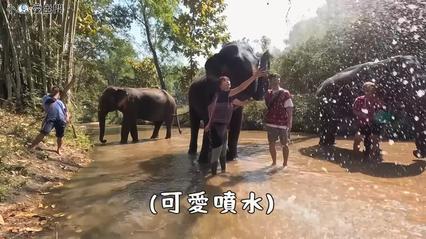 一晚破7千元！網紅遊泰國體驗特色住宿　幫大象洗澡、玩水超歡樂