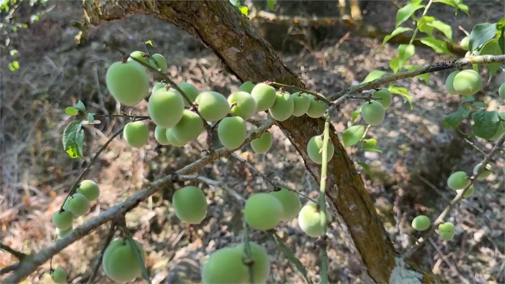 降雨不足！台南青梅收成慘　落果嚴重、大小不如以往