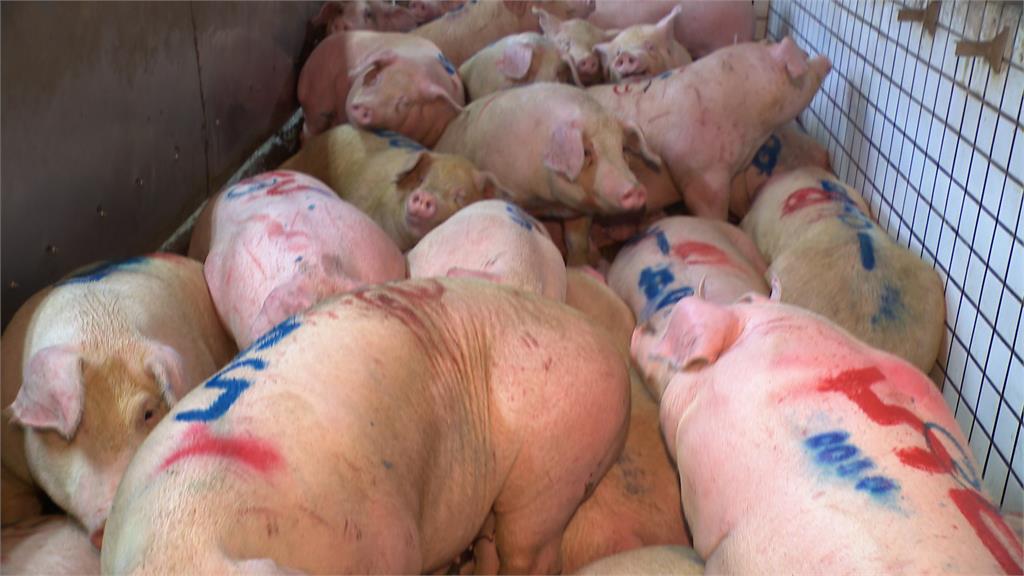 毛豬批發價再創新高　雞肉1月內漲幅也達3％