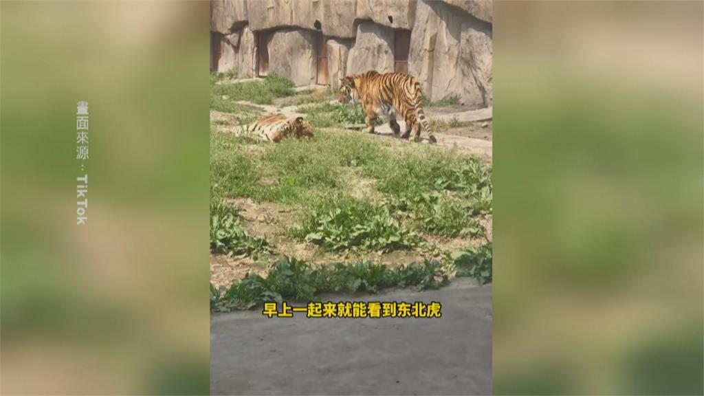 您敢與虎共眠嗎？　中國河南動物園推「虎景房」一晚不到800台幣