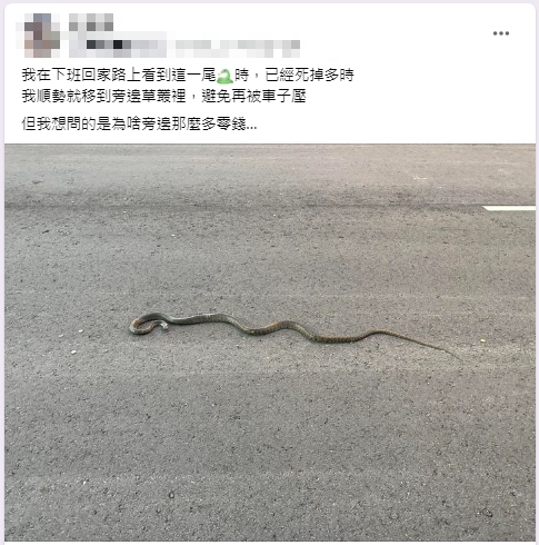 回家驚見南蛇遭路殺!遺體旁「零錢灑滿地」 內行人曝背後原因