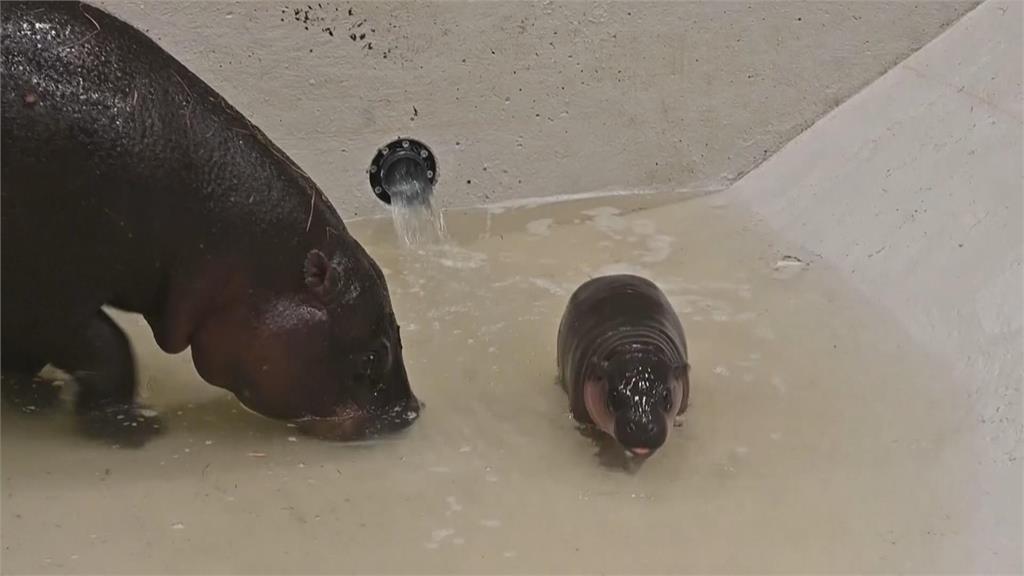 美版彈跳豬! 維吉尼亞州動物園侏儒河馬誕生