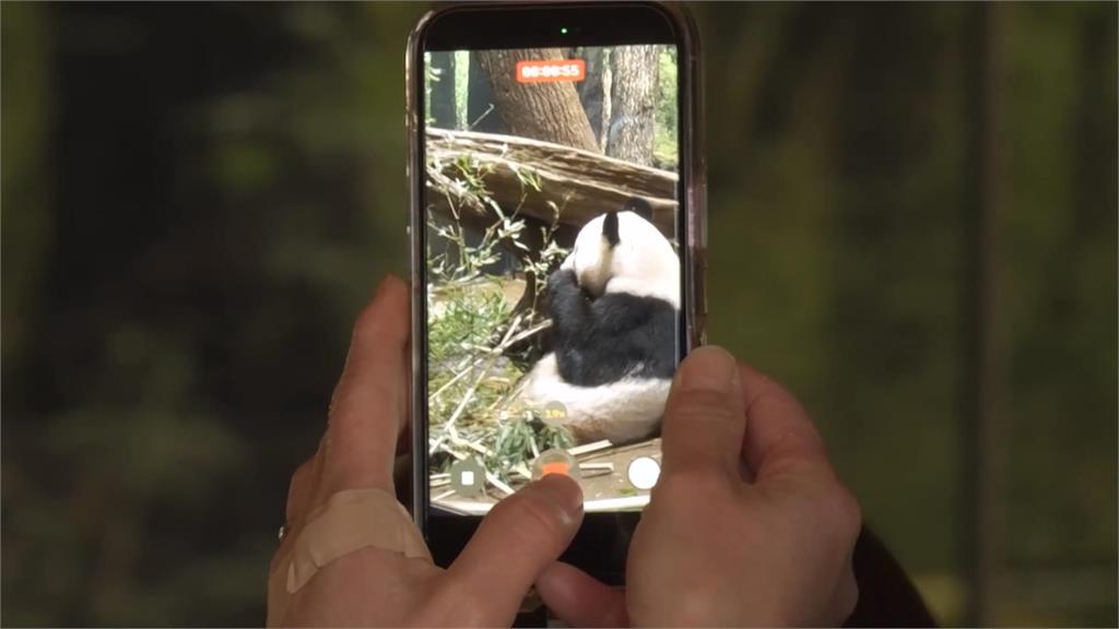 上野動物園貓熊曉曉蕾蕾將返中 最後一天公開露面