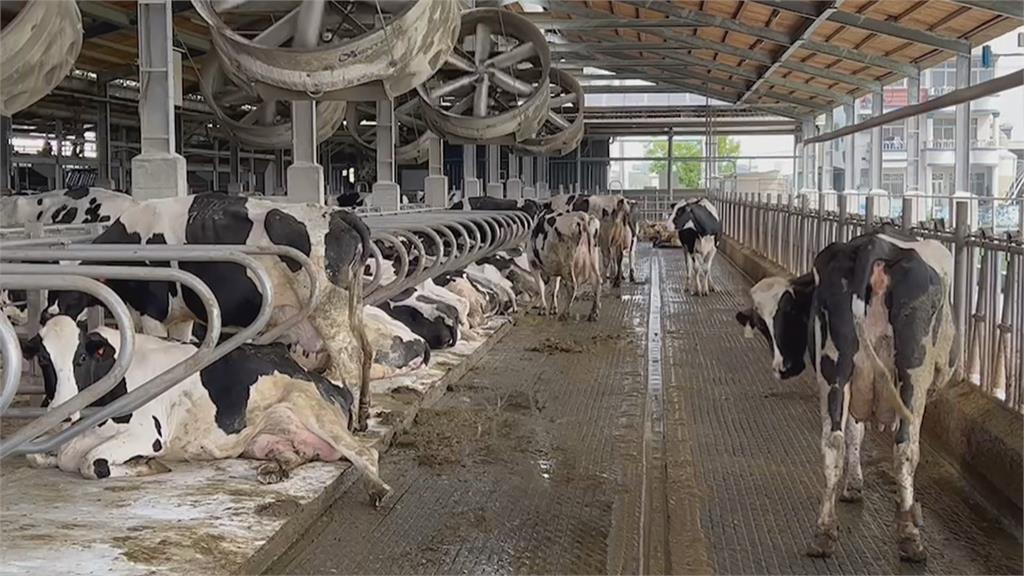 進口飼料漲不停 酪農業盼提高生乳收購價