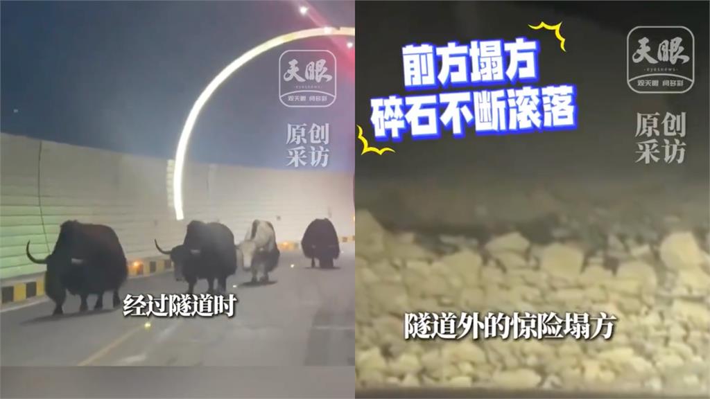 西藏自駕遇犛牛「死不讓路」！驚人巧合她見「隧道外一幕」喊：救了一命