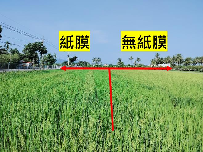 農用紙膜 有機栽培減塑環保新選擇