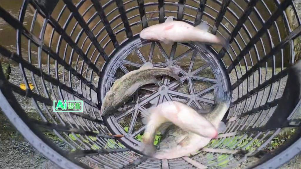 宜蘭餐廳養殖魚池「偷釣樂」 3大學生挨告毀損下場慘了